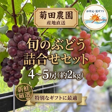 お中元｜菊田農園特選 旬のぶどう詰合せ-農園直送 送料込のし付(4～5房（約2㎏）)