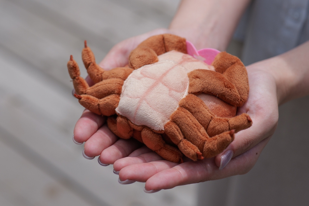 おなかまでリアルに再現したカイカムリのぬいぐるみ