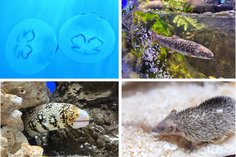 シン・マリホ水族館の生き物たち