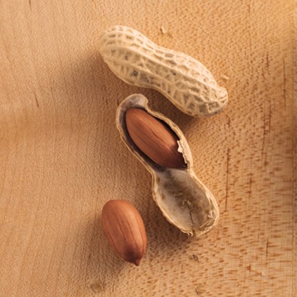 ちばはんだちの実