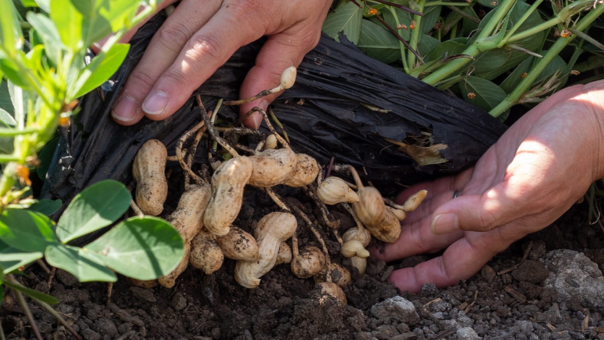 脇農園の豊かな土壌で育った落花生