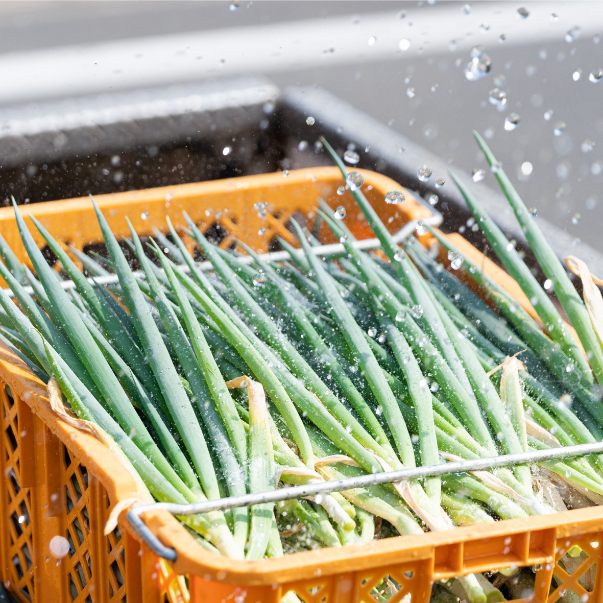 サムライねぎイメージ