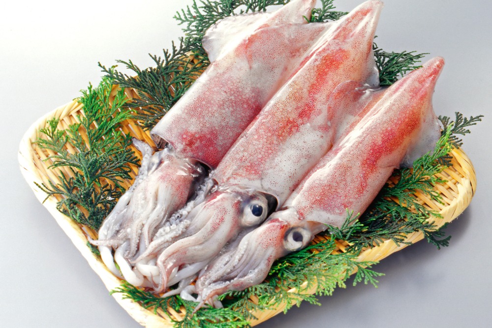 剣先イカ 浜田漁港 甘み 旨味